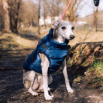 The best dog jackets and travel bowls can keep your pet warm during winter.